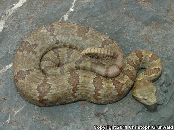 Queretaran Dusky Rattlesnake (Crotalus aquilus)