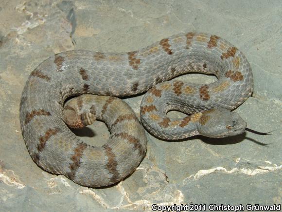 Queretaran Dusky Rattlesnake (Crotalus aquilus)