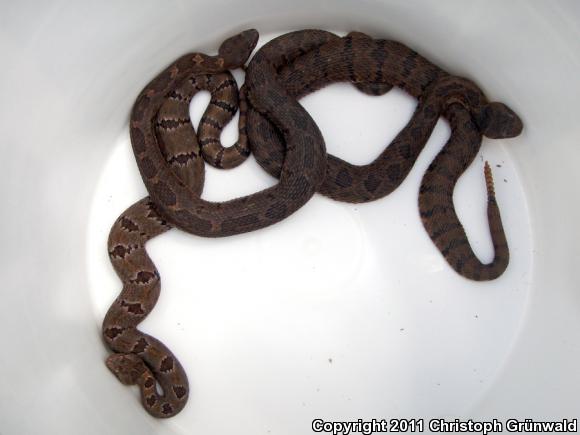 Queretaran Dusky Rattlesnake (Crotalus aquilus)