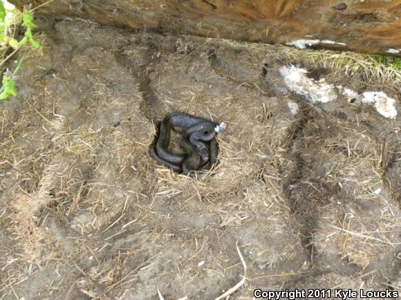 Eastern Ratsnake (Pantherophis alleghaniensis)