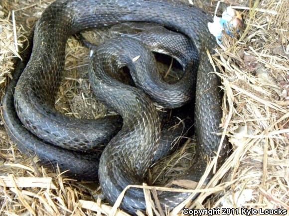 Eastern Ratsnake (Pantherophis alleghaniensis)