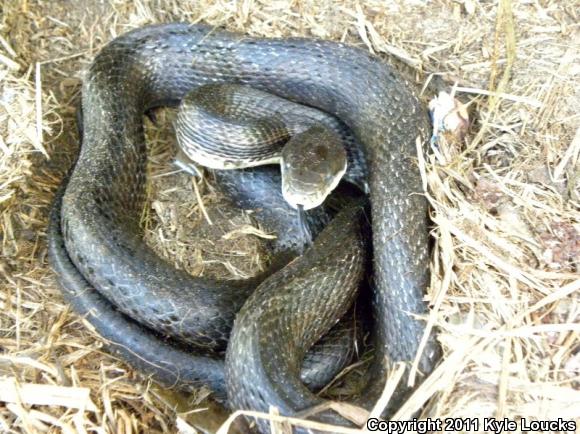 Eastern Ratsnake (Pantherophis alleghaniensis)