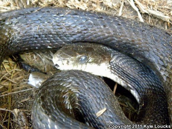 Eastern Ratsnake (Pantherophis alleghaniensis)