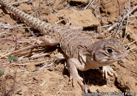 Bluntnose Leopard Lizard (Gambelia sila)