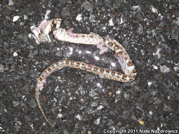 Eastern Ratsnake (Pantherophis alleghaniensis)