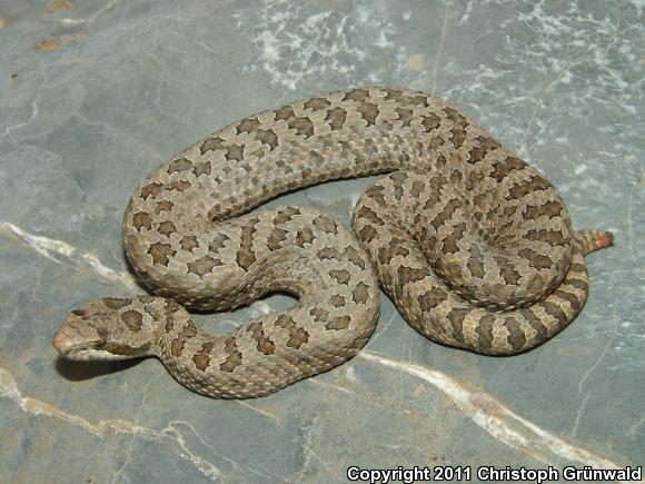 Eastern Twin-spottd Rattlesnake (Crotalus pricei miquihuanus)