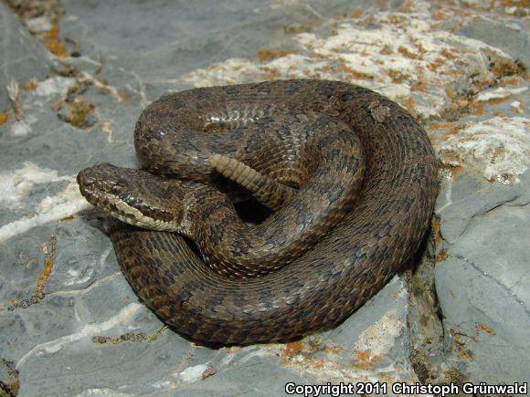 Eastern Twin-spottd Rattlesnake (Crotalus pricei miquihuanus)