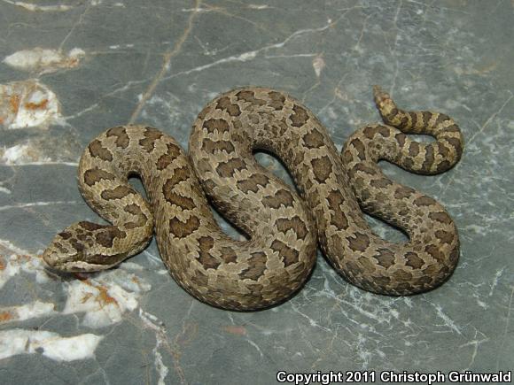 Eastern Twin-spottd Rattlesnake (Crotalus pricei miquihuanus)