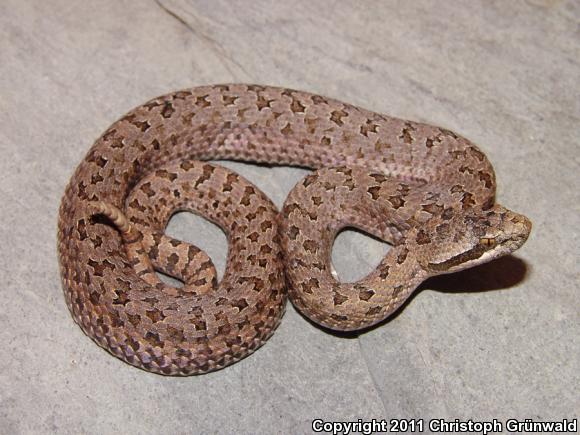 Eastern Twin-spottd Rattlesnake (Crotalus pricei miquihuanus)