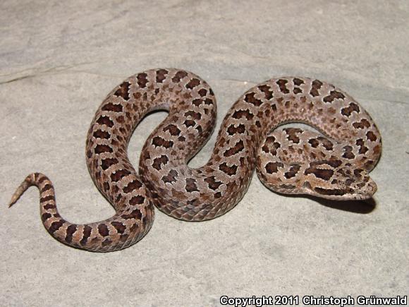 Eastern Twin-spottd Rattlesnake (Crotalus pricei miquihuanus)