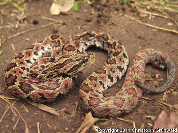 Autlan Rattlesnake (Crotalus lannomi)