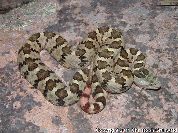 Queretaran Dusky Rattlesnake (Crotalus aquilus)