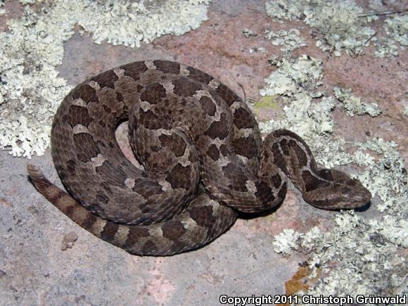 Queretaran Dusky Rattlesnake (Crotalus aquilus)