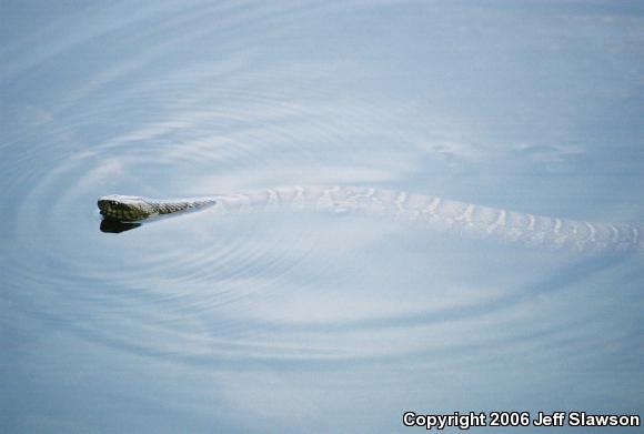 Northern Watersnake (Nerodia sipedon sipedon)