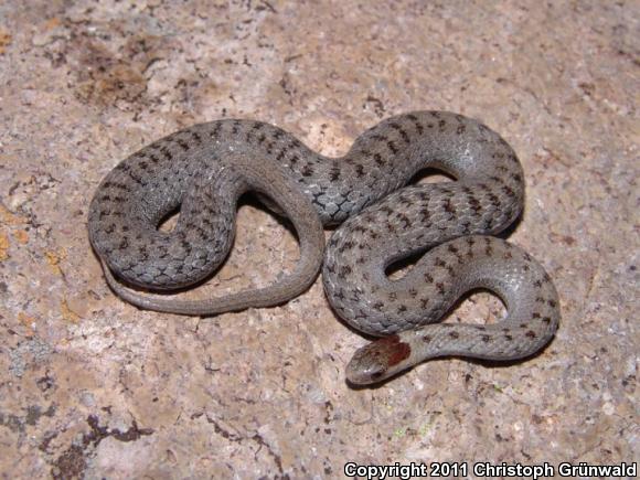 Mexican Brownsnake (Storeria storerioides)