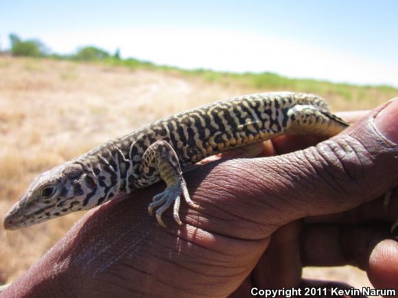 Marbled Whiptail (Aspidoscelis marmorata)