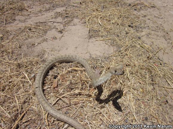 Coachwhip (Coluber flagellum)