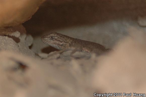 Common Sagebrush Lizard (Sceloporus graciosus)