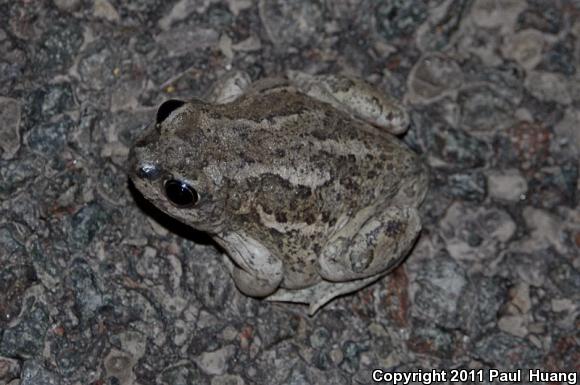 Great Basin Spadefoot (Spea intermontana)