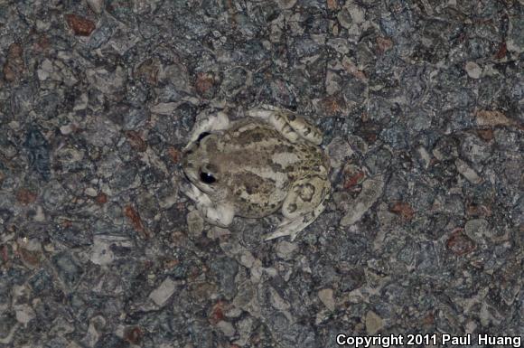 Great Basin Spadefoot (Spea intermontana)