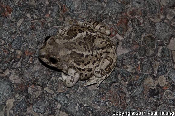 Great Basin Spadefoot (Spea intermontana)