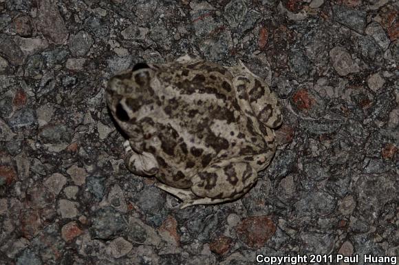 Great Basin Spadefoot (Spea intermontana)