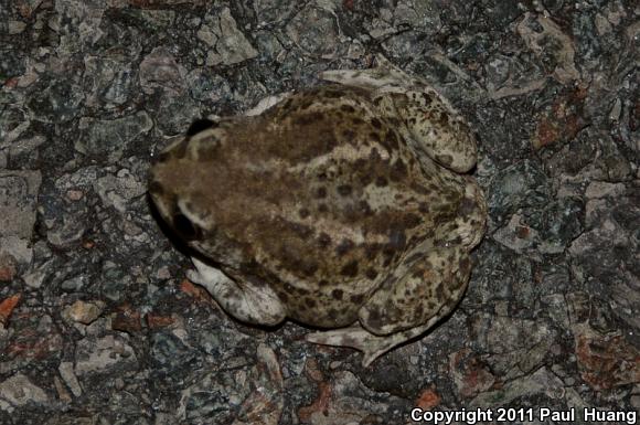 Great Basin Spadefoot (Spea intermontana)