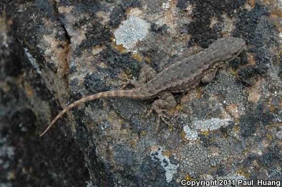 Western Fence Lizard (Sceloporus occidentalis)