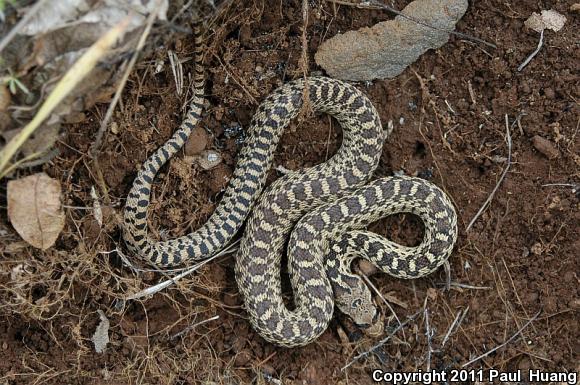 Great Basin Gopher Snake (Pituophis catenifer deserticola)