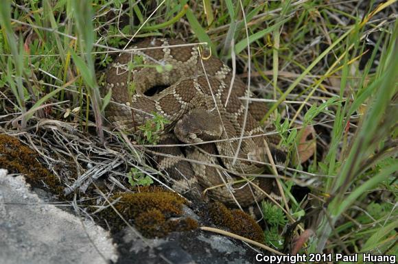 Northern Pacific Rattlesnake (Crotalus oreganus oreganus)