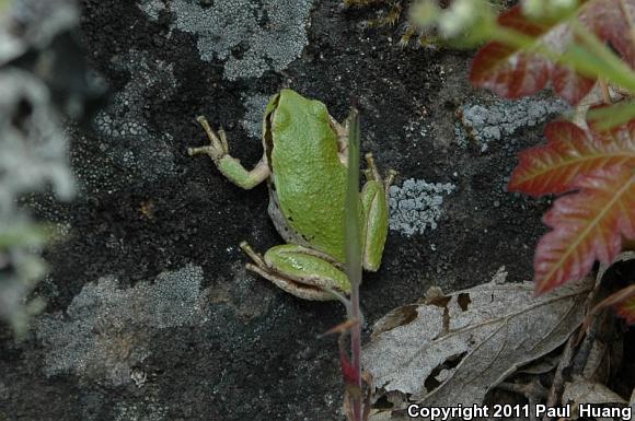 Northern Pacific Treefrog (Pseudacris regilla)