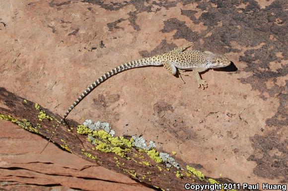 Longnose Leopard Lizard (Gambelia wislizenii)