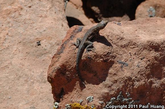 Northern Side-blotched Lizard (Uta stansburiana stansburiana)