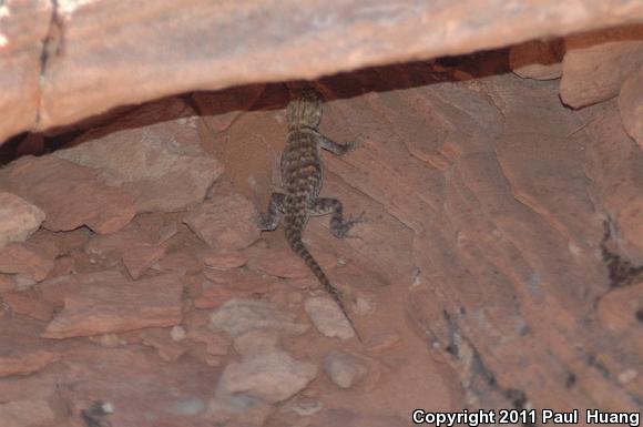 Orange-headed Spiny Lizard (Sceloporus magister cephaloflavus)