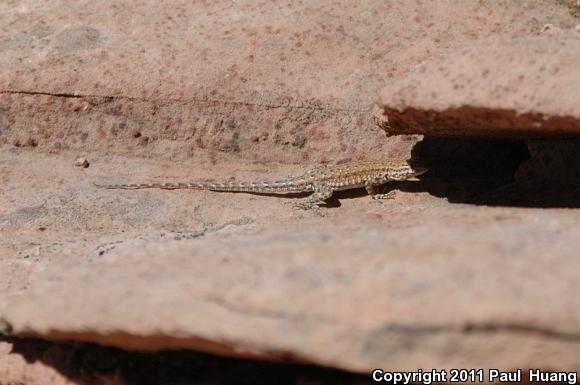 Northern Side-blotched Lizard (Uta stansburiana stansburiana)