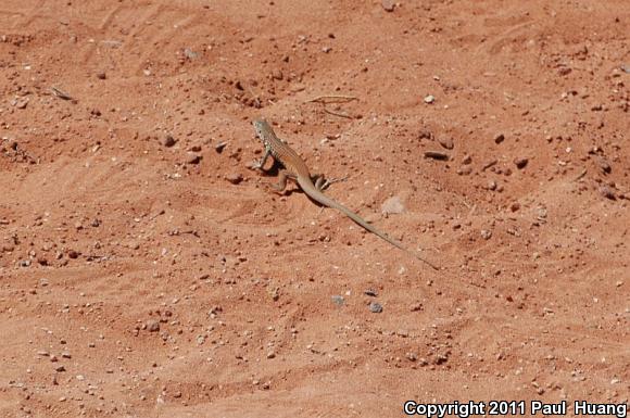 Plateau Striped Whiptail (Aspidoscelis velox)