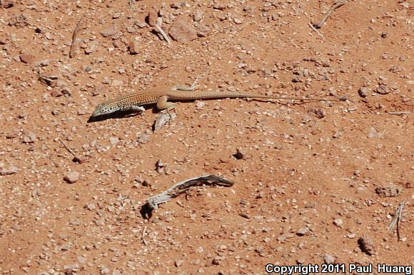 Plateau Striped Whiptail (Aspidoscelis velox)