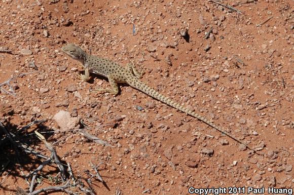 Longnose Leopard Lizard (Gambelia wislizenii)