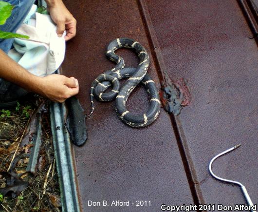 Eastern Kingsnake (Lampropeltis getula getula)