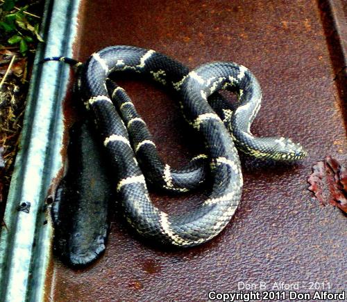 Eastern Kingsnake (Lampropeltis getula getula)