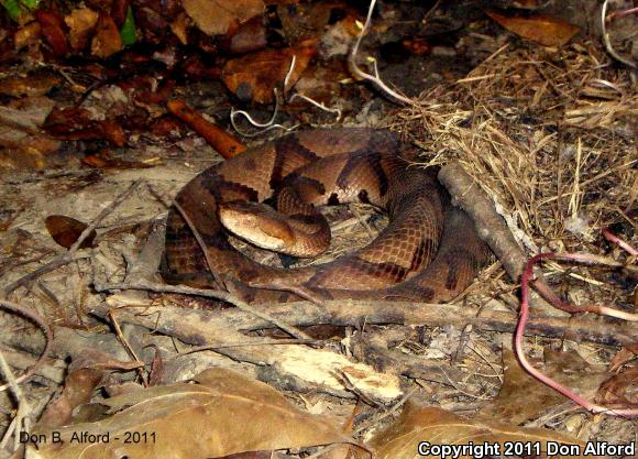 Copperhead (Agkistrodon contortrix)