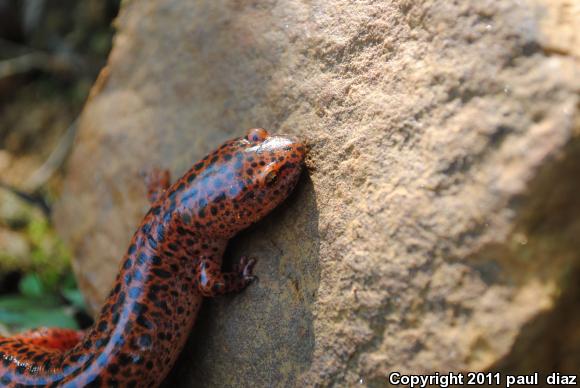 Northern Red Salamander (Pseudotriton ruber ruber)