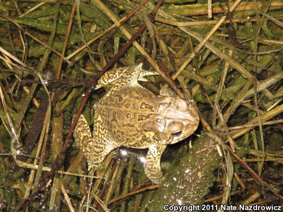 American Toad (Anaxyrus americanus)