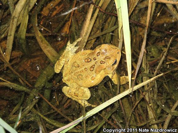 American Toad (Anaxyrus americanus)