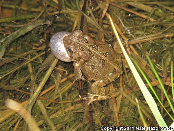 American Toad (Anaxyrus americanus)