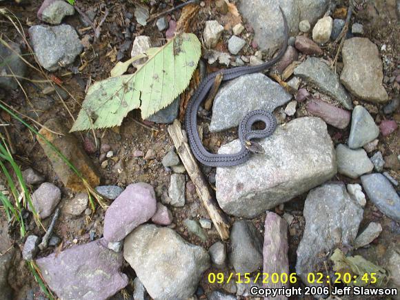 Northern Red-bellied Snake (Storeria occipitomaculata occipitomaculata)