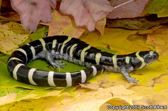Ringed Salamander (Ambystoma annulatum)