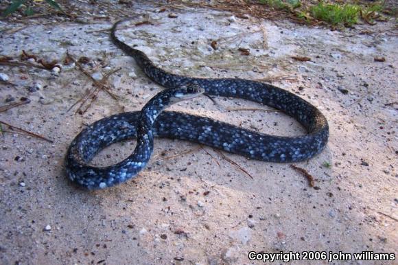 Buttermilk Racer (Coluber constrictor anthicus)