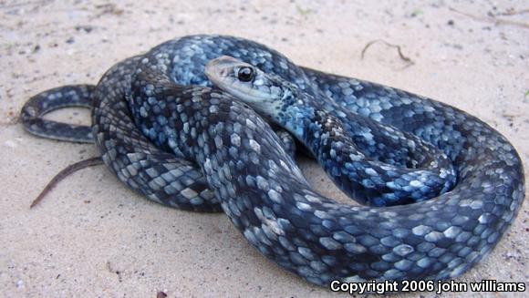 Buttermilk Racer (Coluber constrictor anthicus)