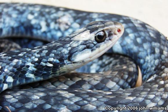 Buttermilk Racer (Coluber constrictor anthicus)